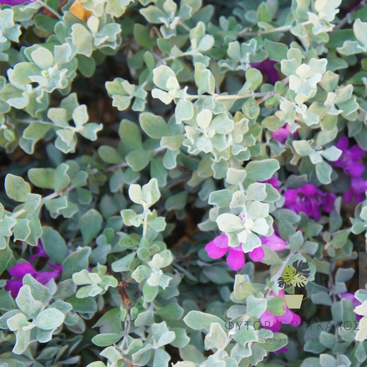 ΛΕΥΚΟΦΥΛΛΟ – Leucophyllum frutescens - 1